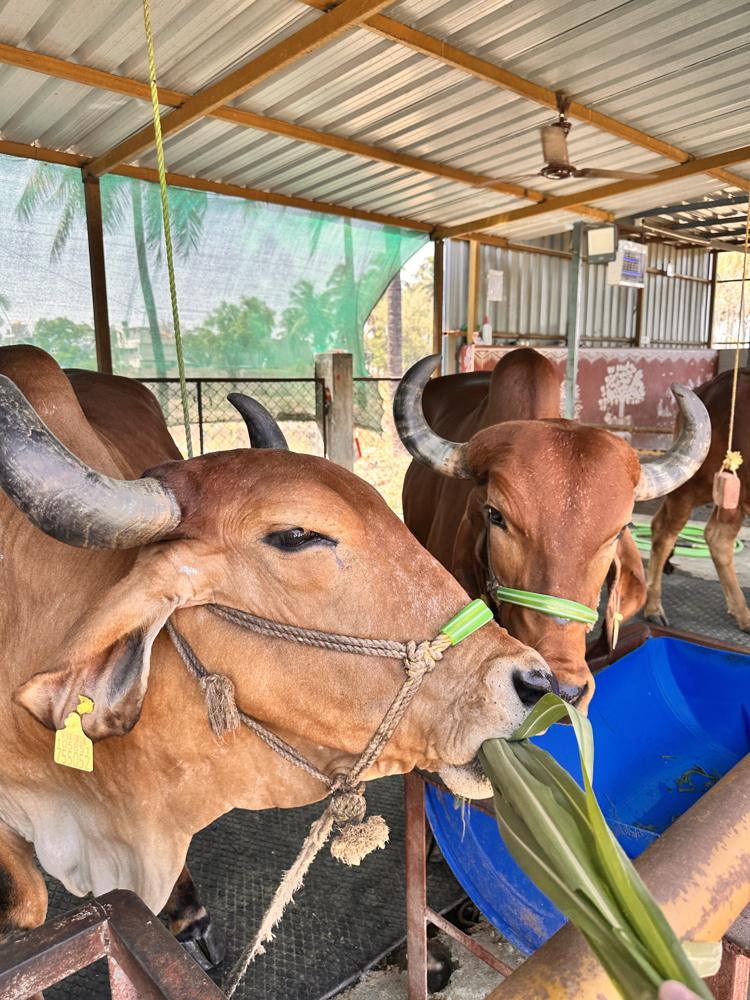 Farm cows feeding