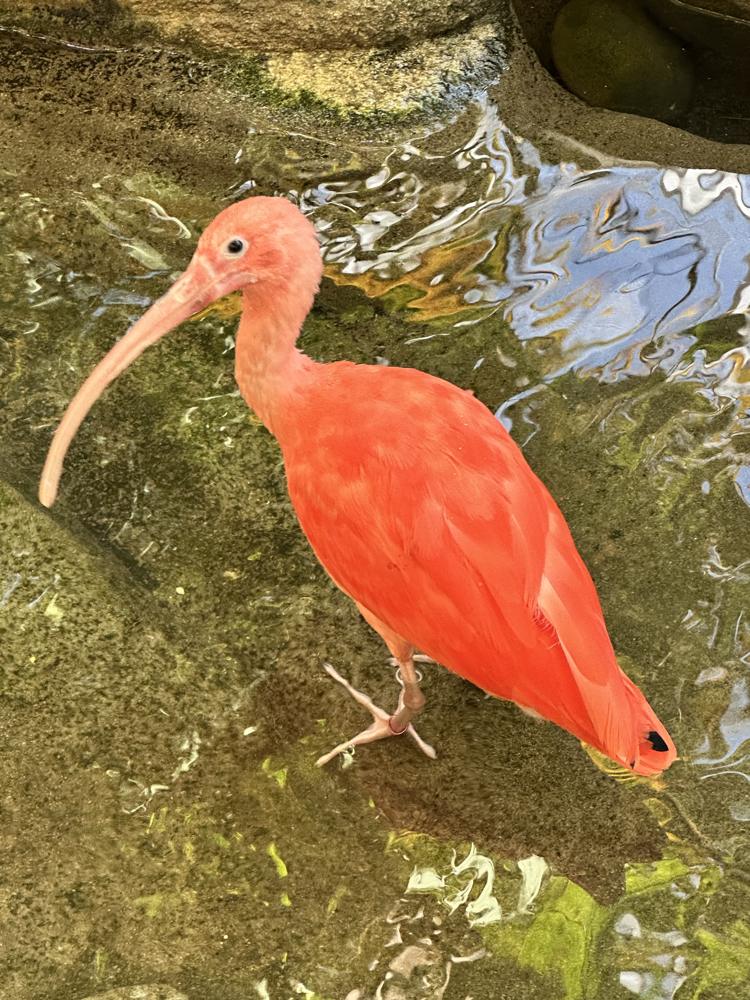 Scarlet ibis in water